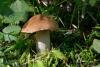 cortinarius_2_01_t1.jpg