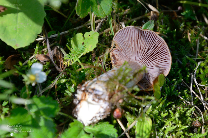 cortinarius_2_02.jpg