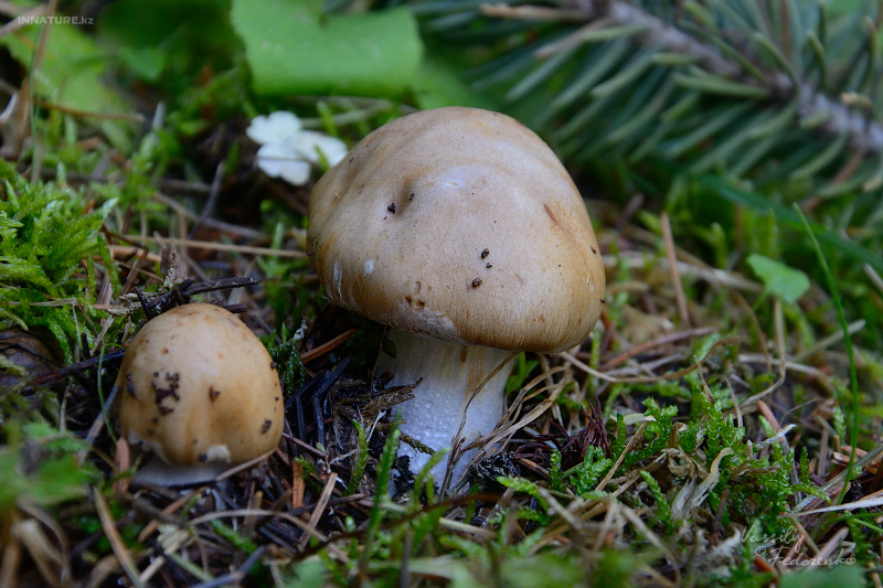 cortinarius_2_03.jpg