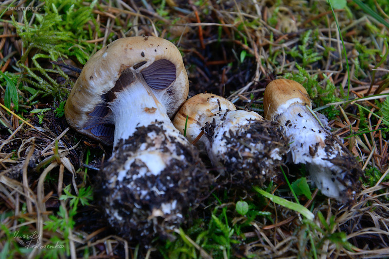 cortinarius_2_04.jpg