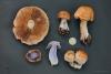 cortinarius_2_05_t1.jpg