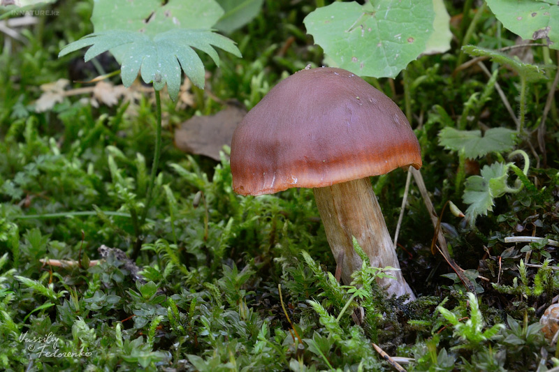 cortinarius_3_01.jpg