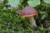 cortinarius_3_01_t1.jpg