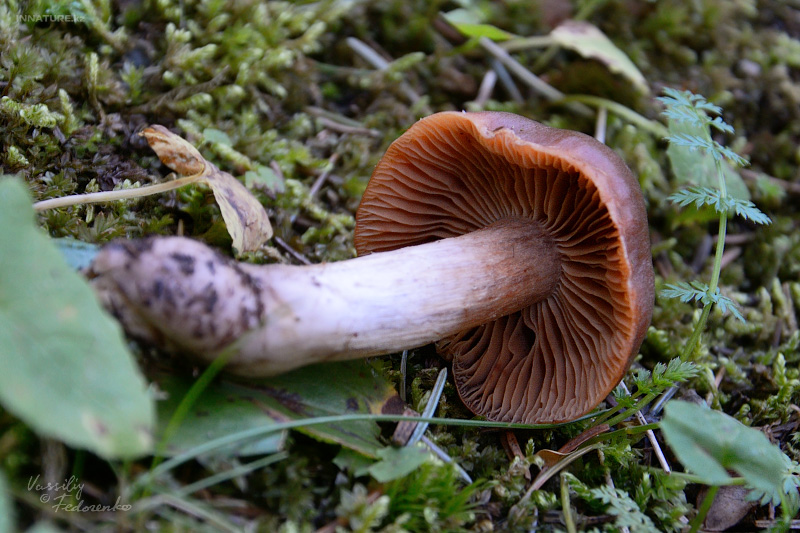 cortinarius_3_02.jpg