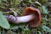 cortinarius_3_02_t1.jpg