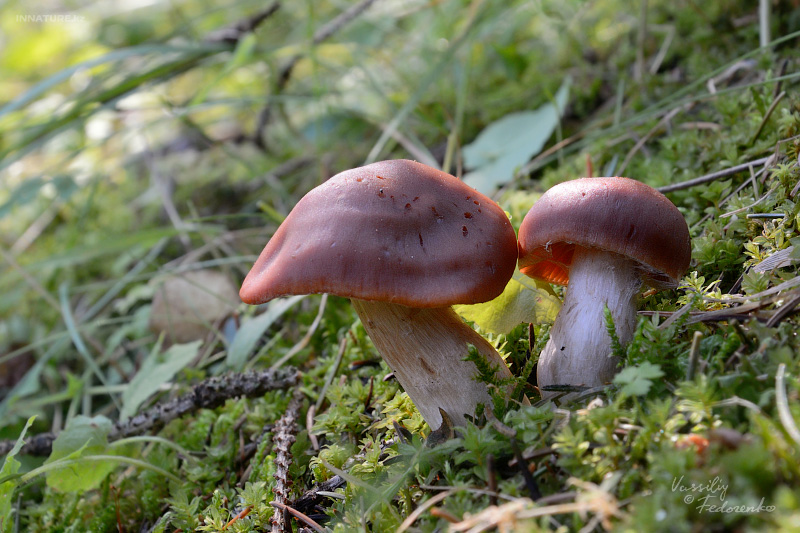 cortinarius_3_03.jpg