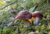 cortinarius_3_03_t1.jpg