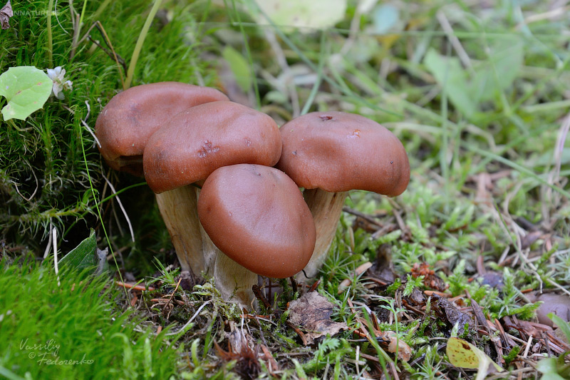 cortinarius_3_04.jpg