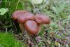 cortinarius_3_04_t1.jpg