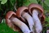 cortinarius_3_05_t1.jpg