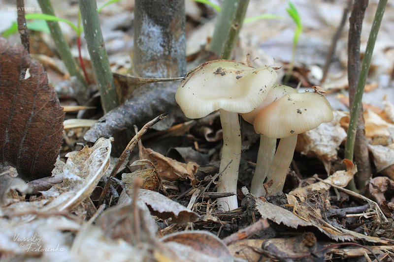 entoloma-clypeatum_01.jpg