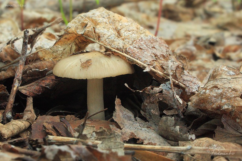 entoloma-clypeatum_02.jpg