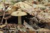 entoloma-clypeatum_02_t1.jpg