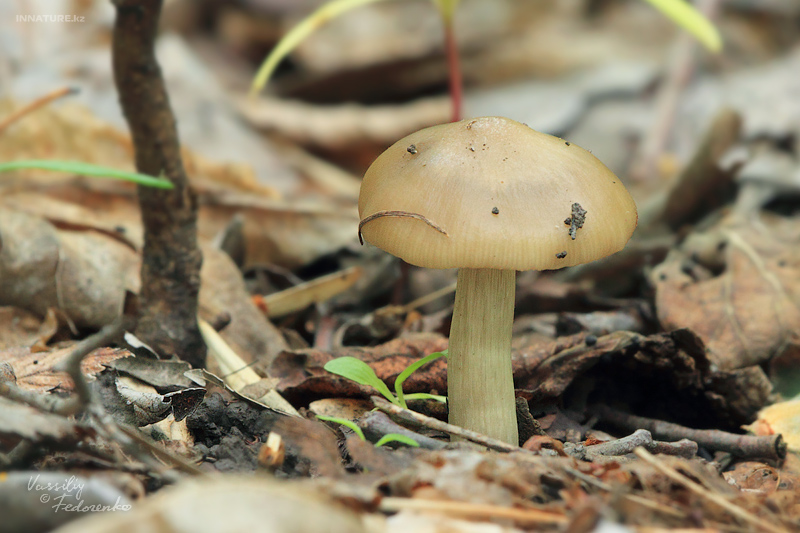 entoloma-clypeatum_03.jpg