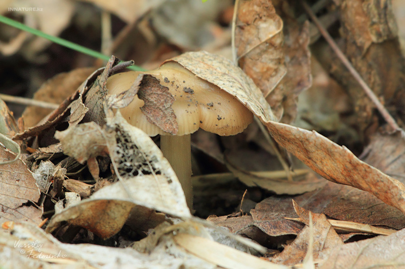 entoloma-clypeatum_04.jpg