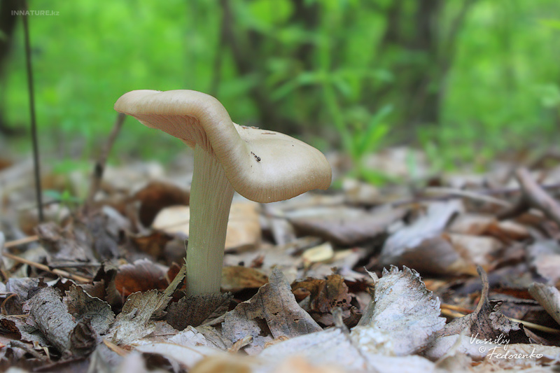 entoloma-clypeatum_05.jpg