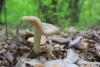 entoloma-clypeatum_05_t1.jpg