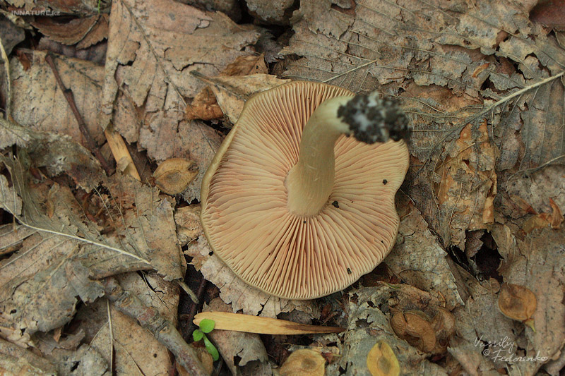 entoloma-clypeatum_06.jpg