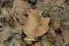 entoloma-clypeatum_06_t1.jpg