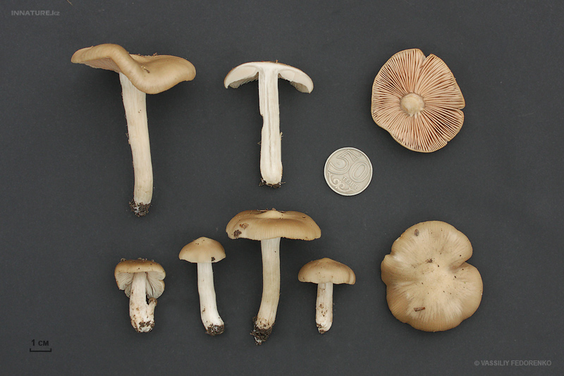 entoloma-clypeatum_07.jpg