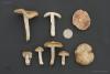 entoloma-clypeatum_07_t1.jpg