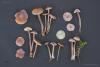 fungi_03_3_t1.jpg