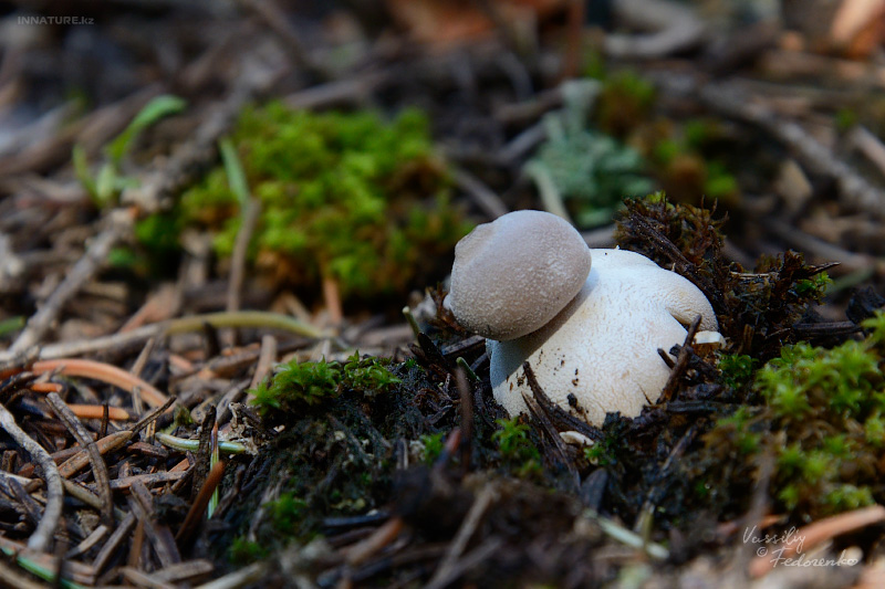 geastrum_01.jpg