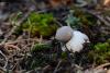 geastrum_01_t1.jpg