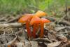 hygrocybe-conica_01_t1.jpg