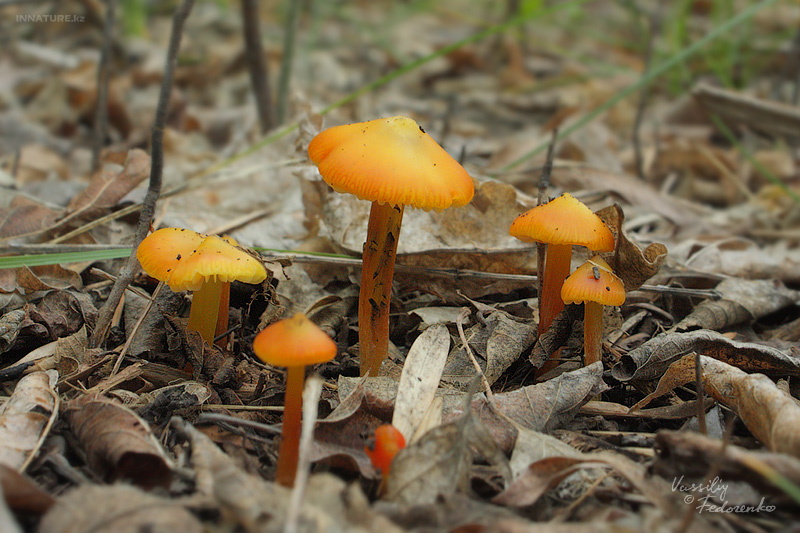 hygrocybe-conica_02.jpg