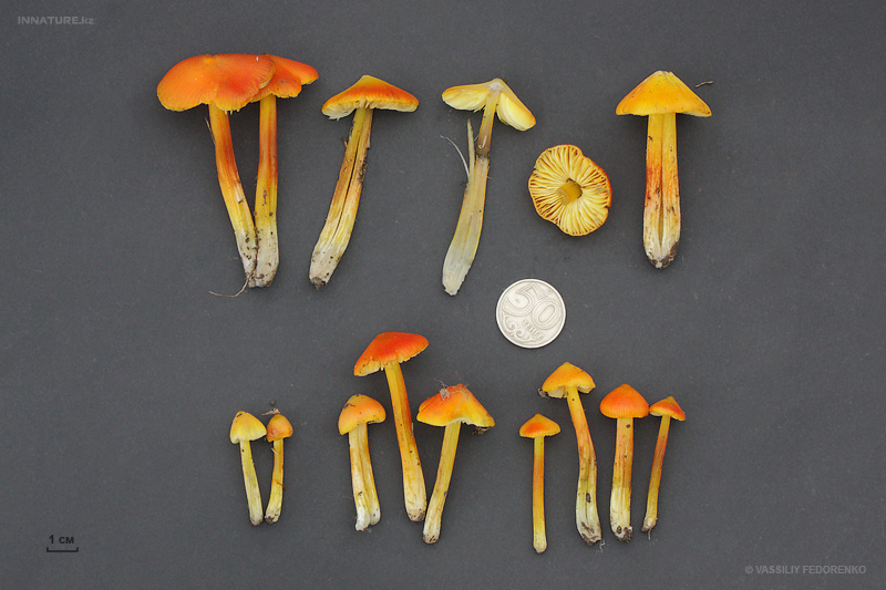 hygrocybe-conica_03.jpg