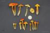 hygrocybe-conica_03_t1.jpg