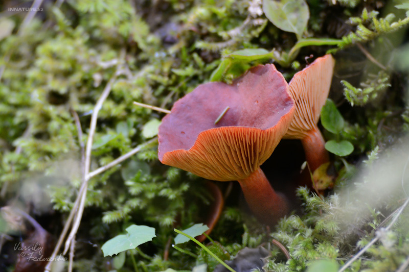 lactarius_01_01.jpg