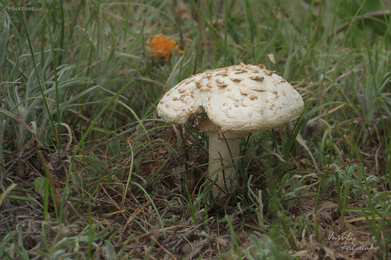 macrolepiota_02.jpg