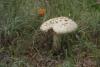 macrolepiota_02_t1.jpg