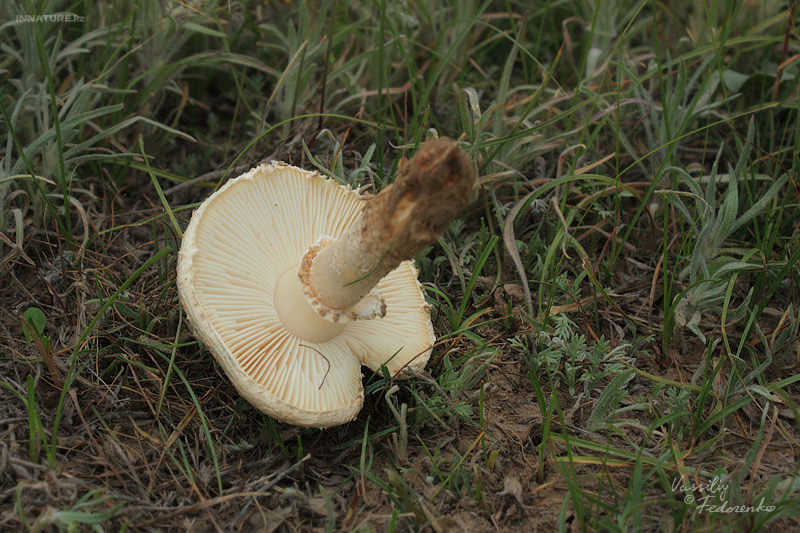 macrolepiota_03.jpg