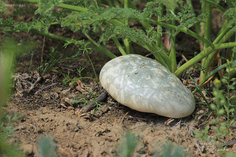 pleurotus-eryngii_01.jpg