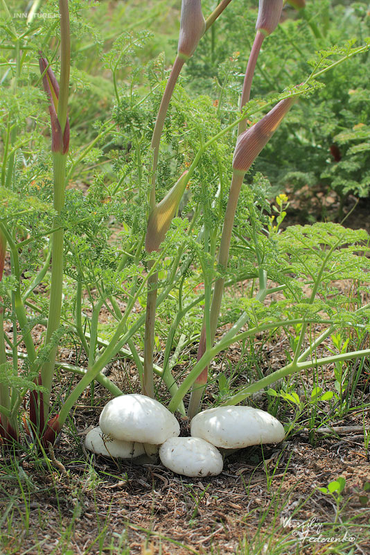 pleurotus-eryngii_02.jpg