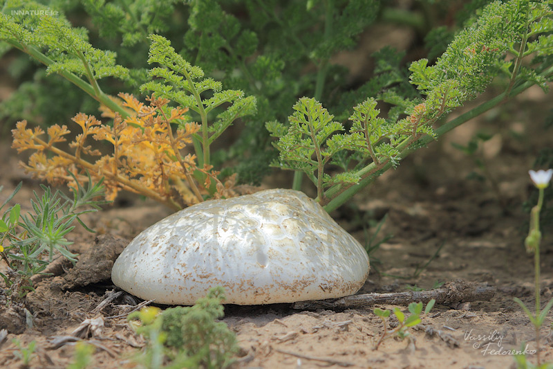 pleurotus-eryngii_03.jpg