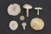 pleurotus-eryngii_05_t1.jpg