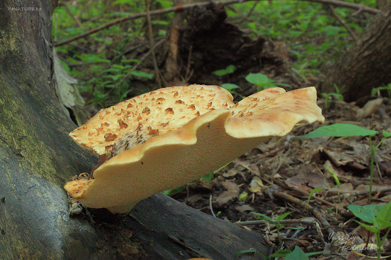 polyporus-squamosus_01.jpg