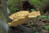 polyporus-squamosus_01_t1.jpg