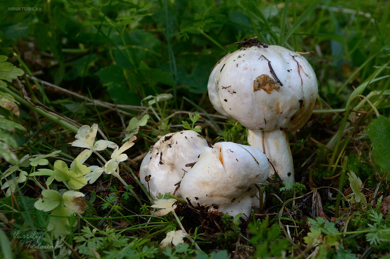 russula_01_01.jpg