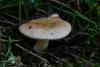 russula_02_01_t1.jpg