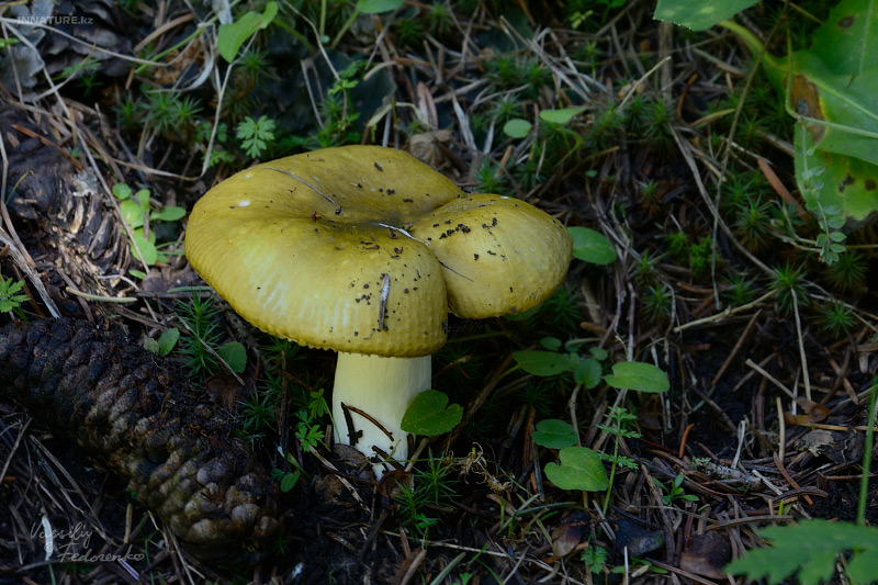 russula_03_01.jpg