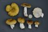 russula_03_02_t1.jpg