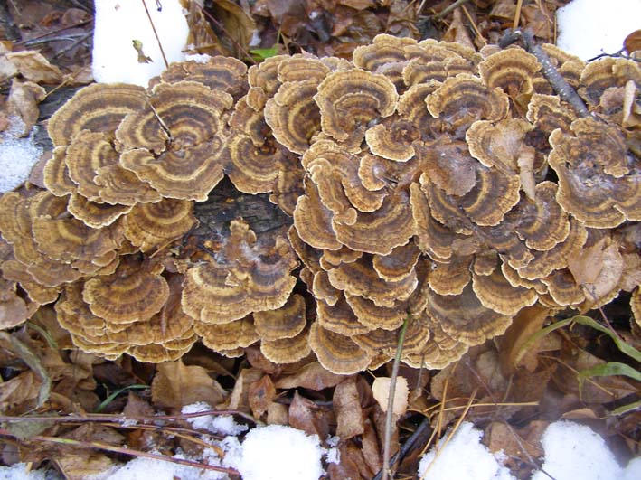 trametes_versicolor_01.jpg