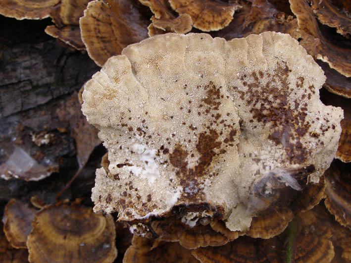 trametes_versicolor_02.jpg