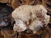 trametes_versicolor_02_t1.jpg