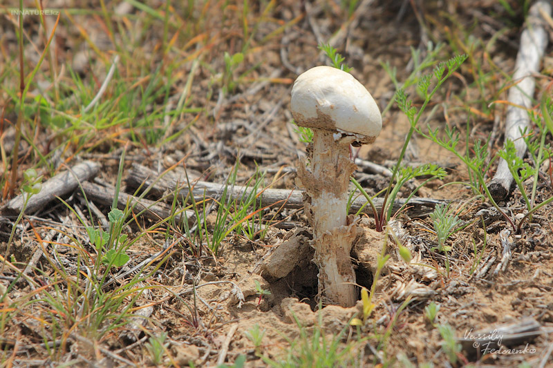 tulostoma_03.jpg